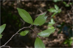 Antidesma zeylanicum